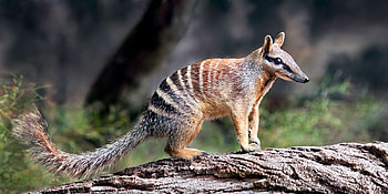 Numbat, australian, animal, marsupial HD wallpaper