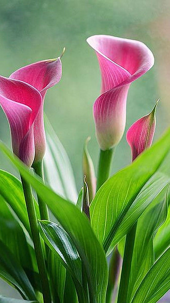 Beautiful Flowers, Pink Lilies HD phone wallpaper