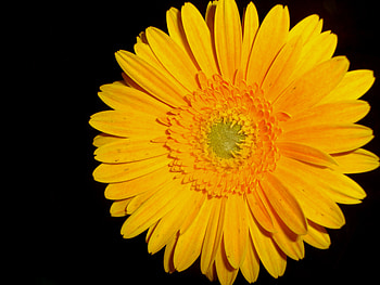 Sarath, american, indian, britain, keralien HD wallpaper