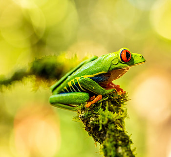 Animals, Animal, Frog, Amphibian HD wallpaper