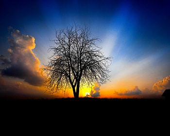 Waiting for next morning, nature, tree HD wallpaper