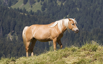 Animals, Grass, Mountains, Horse, Shiny Mane, Brilliant Mane HD wallpaper