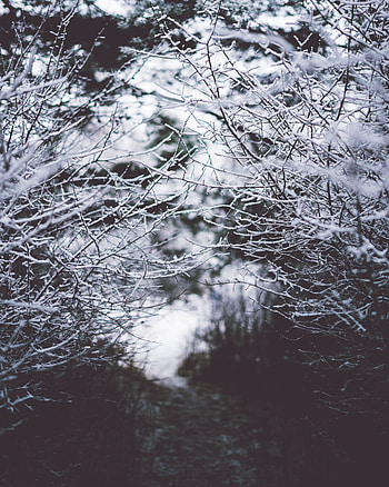 Nature, Snow, Fog, Blur, Smooth, Branches, Frost, Hoarfrost HD phone wallpaper