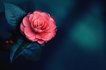 Every woman loves a rose, rose, coral, black, leaves, green, beauty HD wallpaper