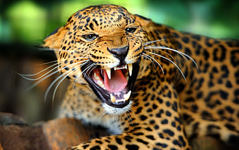 Sri Lankan leopard, Wild Animals HD wallpaper