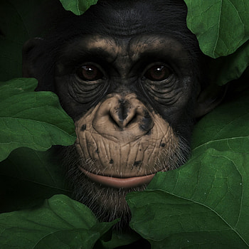 Animals, Leaves, Muzzle, 3D, Monkey, Portrait HD phone wallpaper