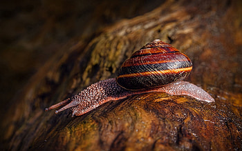 Animals, Rock, Macro, Stone, Snail HD wallpaper
