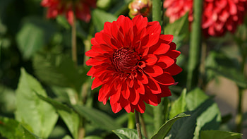 Dahlia, Dalea, 3840x2160, , flowers, Flower, Daria HD wallpaper