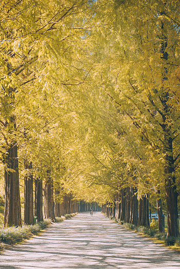 Nature, Trees, Shine, Light, Road, Alley HD phone wallpaper