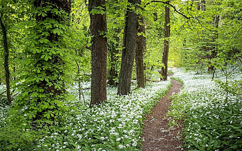 Flowering Forest, trees, flowers, forest, path HD wallpaper