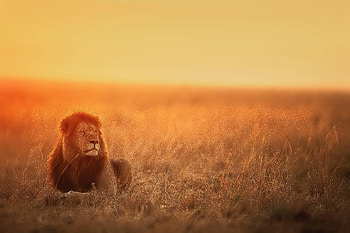 Animals, Sunset, Lion, Predator, Big Cat, Sight, Opinion HD wallpaper