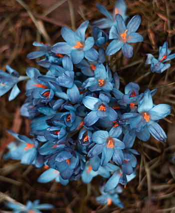 Flowers, Petals, Blur, Smooth, Bloom, Flowering, Flower Bed, Flowerbed HD phone wallpaper