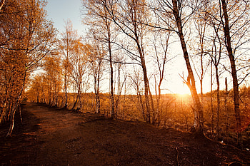 Birch Tree, Nature, Forest HD wallpaper