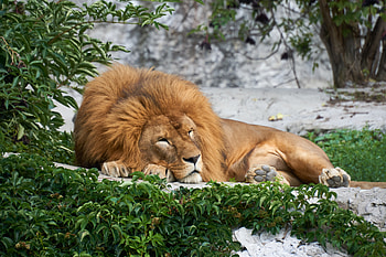 Animals, Lion, Big Cat, Sleep, Dream HD wallpaper