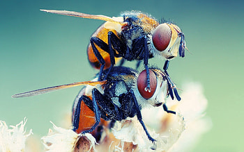 Flies, Macro, Couple, Pair, Insect HD wallpaper