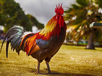 Rooster beauty, Vibrant , Majestic birds, Striking colors HD wallpaper