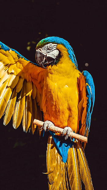 Parrot bird macaw portrait, Samsung Galaxy HD phone wallpaper