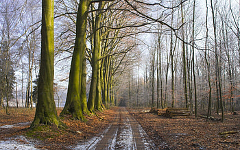 Nature, Trees, Grass, Road, Forest, Fog, Earth, Land, Morning, Freshness, Logs HD wallpaper