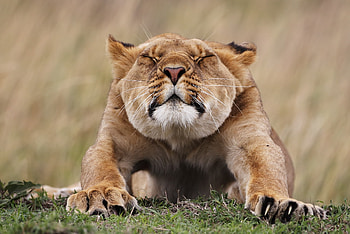 Animals, Predator, Morning, Lioness, Stretches HD wallpaper
