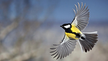 Great tit, Parus major, Bird HD wallpaper