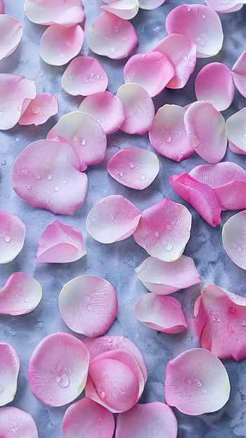 Dew-Kissed Rose Petals — HD phone wallpaper