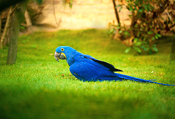 Macaw Bird , macaw, parrot, birds HD wallpaper