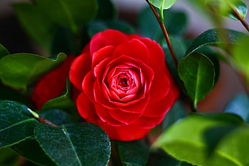 Camellia flower, Nature landscape, Pink blooms, Shallow focus HD wallpaper