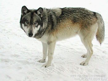Tristain in Snow, timber wolves, grey wolves, wolves, snow, puppies, nature HD wallpaper