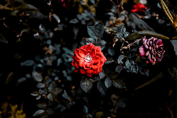 Flowers, Bush, Rose Flower, Rose, Bud, Garden HD wallpaper
