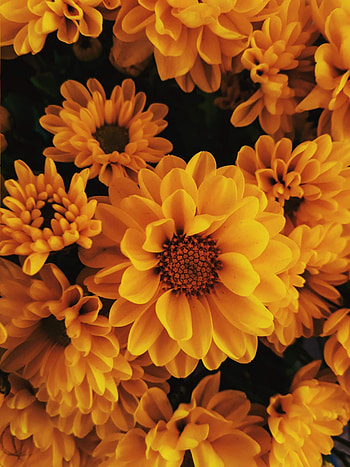 Blooming, flowers, yellow, close up HD phone wallpaper