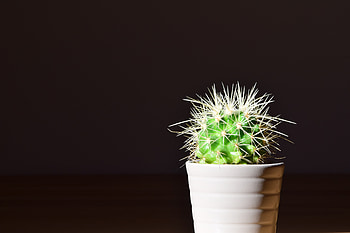 Indoor Plant, Flower, Minimalism, Cactus, Thorns, Prickles, Houseplant HD wallpaper