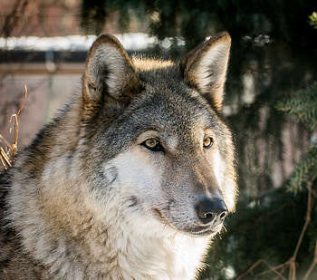 Wolf, the predator, muzzle, wild HD wallpaper