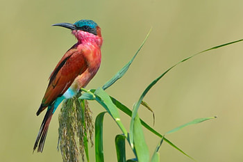 * Carmine Bee-eater *, animal, birds, bird, animals HD wallpaper