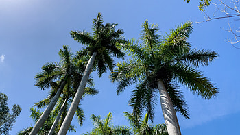 Worm's Eye View Of Palm Trees Branches Tropics Under Blue Sky Nature HD wallpaper