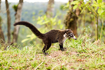 Coati, Surprising animals, Spot in Britain, Travel HD wallpaper