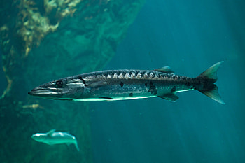 Great barracuda, Sphyraena barracuda, Marine predator, Ocean hunter HD wallpaper