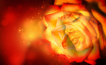 Beautiful Bloom, rose, colorful, woman, beauty HD wallpaper