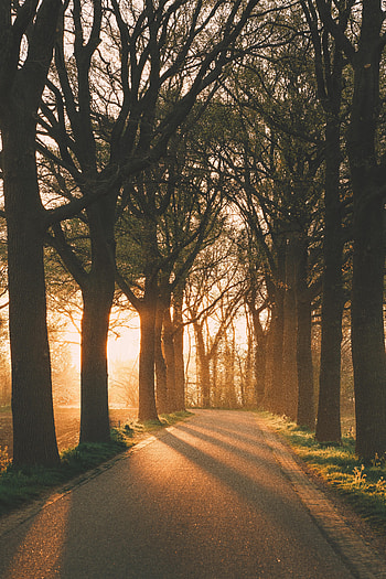 Nature, Trees, Rays, Beams, Alley HD phone wallpaper