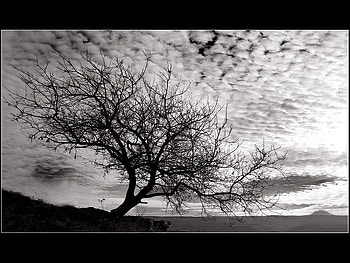 a tree, gothic, tree HD wallpaper