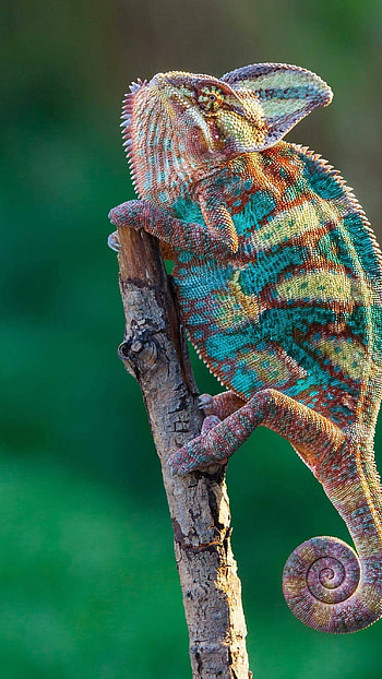 Chameleon, Colorful Chameleon HD phone wallpaper