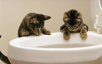 Animals, Cats HD wallpaper