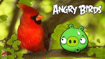 Bad Piggies | Pinterest | Pig HD wallpaper