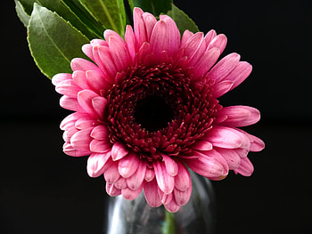 Bloom, Gerbera, flower, pink HD wallpaper