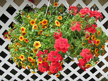 Hanging Basket in my garden June 2013, Basket, graphy, yellow, green, red, Flowers, orange HD wallpaper