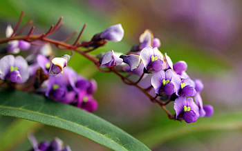 Flower, Plant, Macro, Glare, Branch HD wallpaper