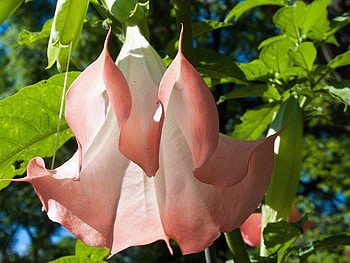Pretty as a Peach, shaped, bell, leaves, flower HD wallpaper