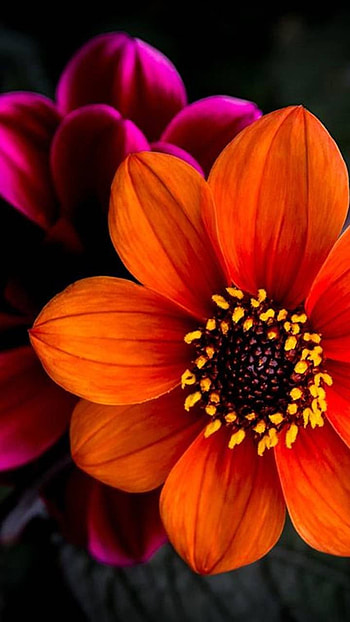purple, red, earth, nature, flower HD phone wallpaper