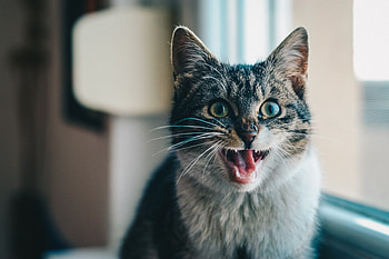 Animals, Cat, Scream, Cry, Emotions HD wallpaper