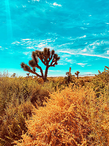 Plants, Nature, Cactuses, Desert, Bush, Wildlife HD phone wallpaper