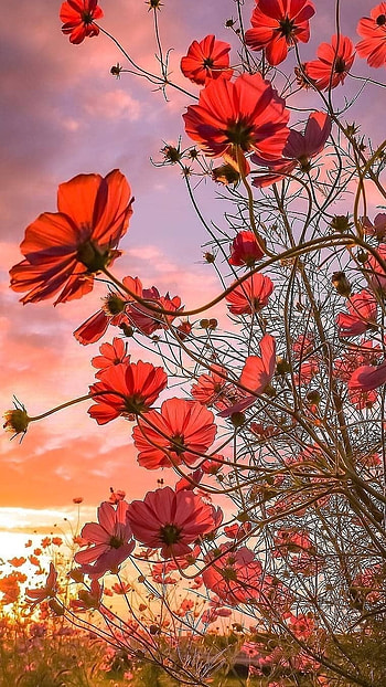 Flower, Floral Flower HD phone wallpaper